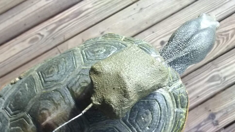 Animal Tracking Technologies